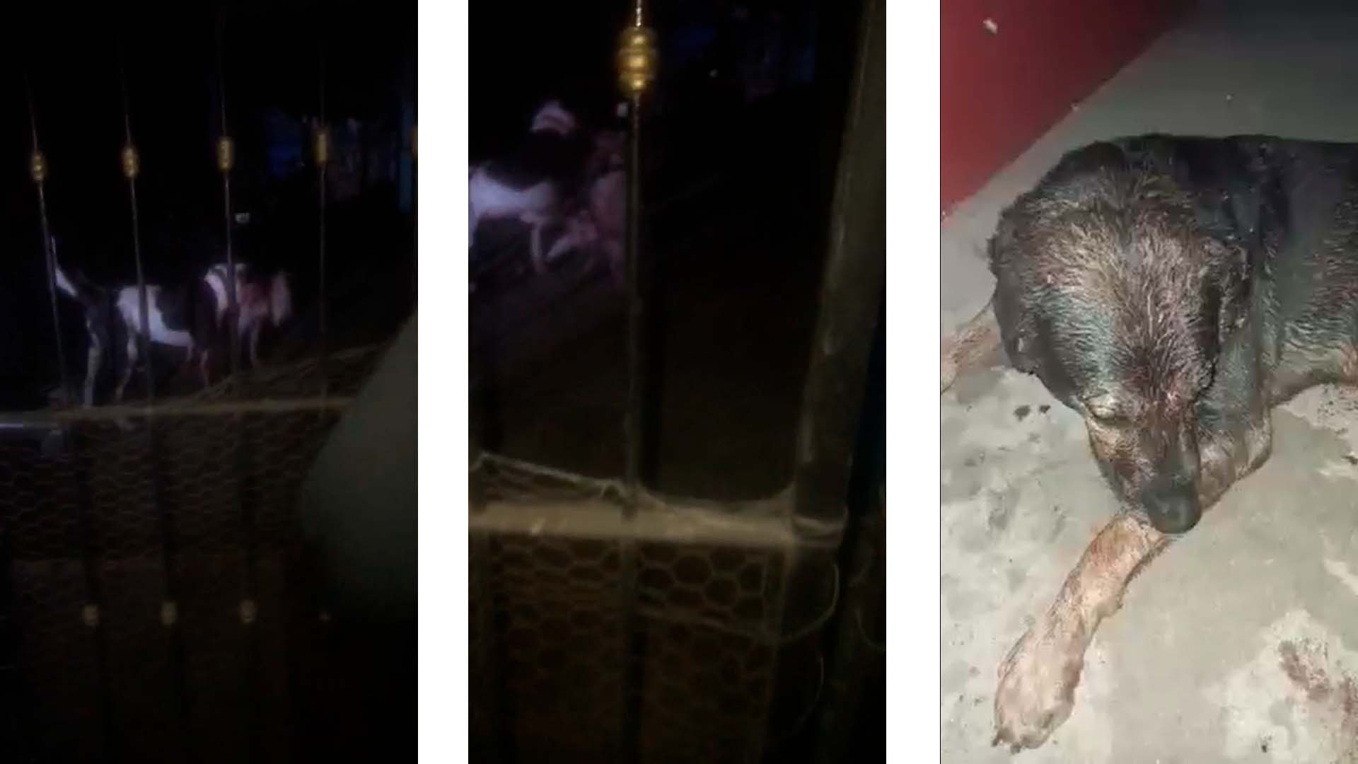 Interviene el Centro de Bienestar y Control Animal en caso de Pitbull que pelearon: Urcisichi