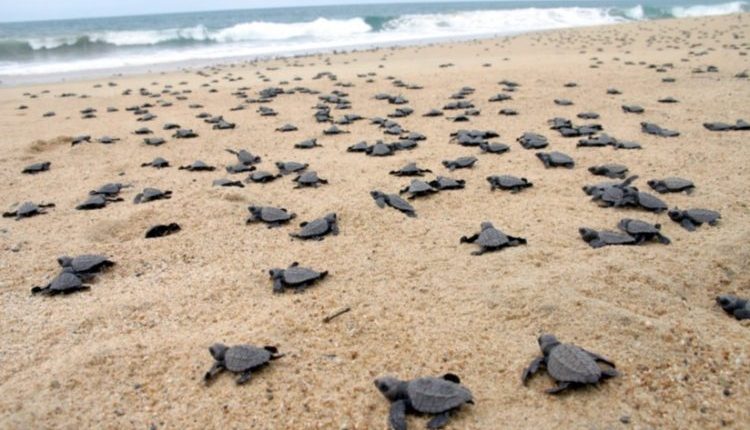 Quieren contribuir a la preservación de las tortugas marinas en el sur sinaloense