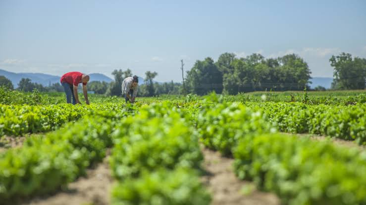 Agricultores del sur de Sinaloa ya visualizan nuevos cultivos, una vez terminada la presa Santa María
