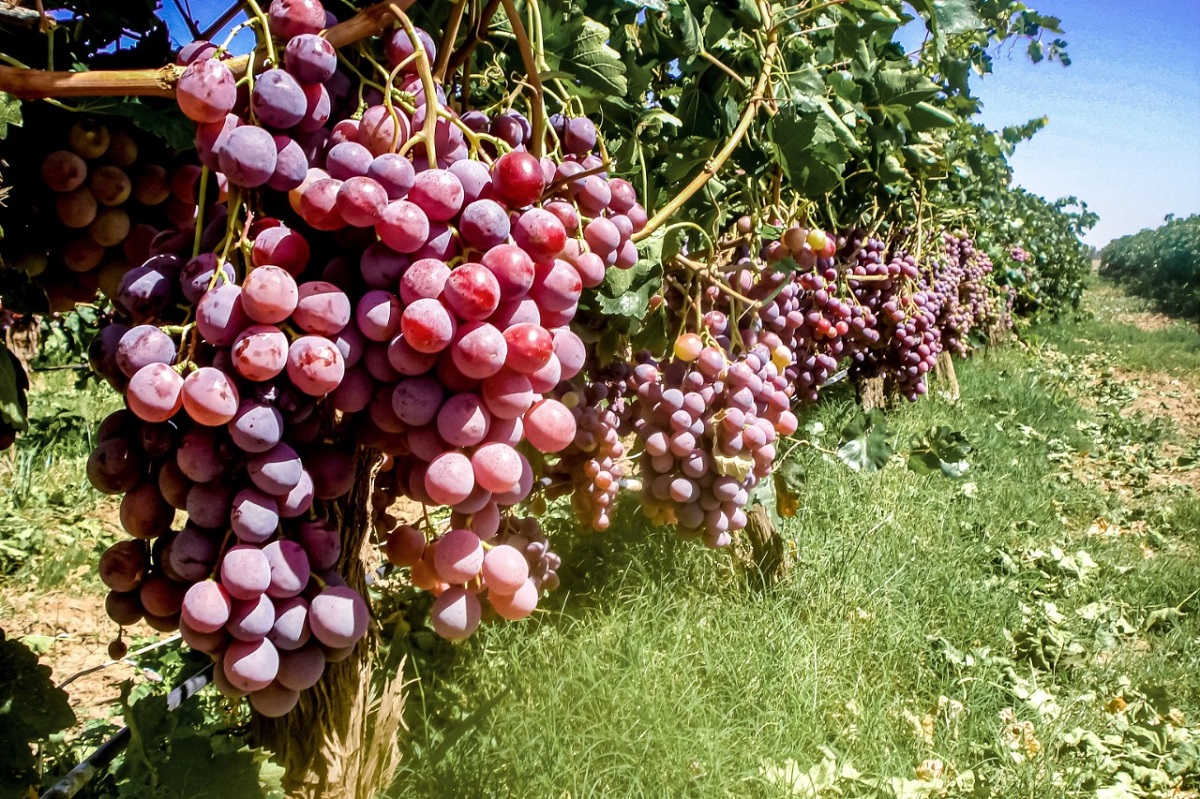 Agricultura garantiza el abasto de uva para los tradicionales festejos de Año Nuevo