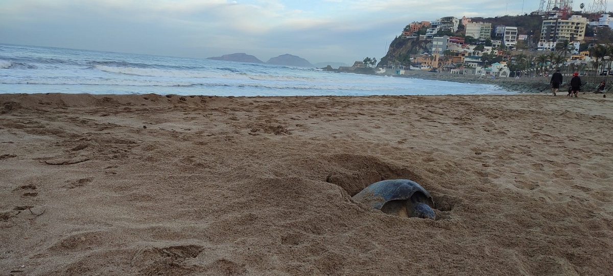 Fuera de temporada, tortuga golfina llega a desovar en playas de Mazatlán&nbsp;