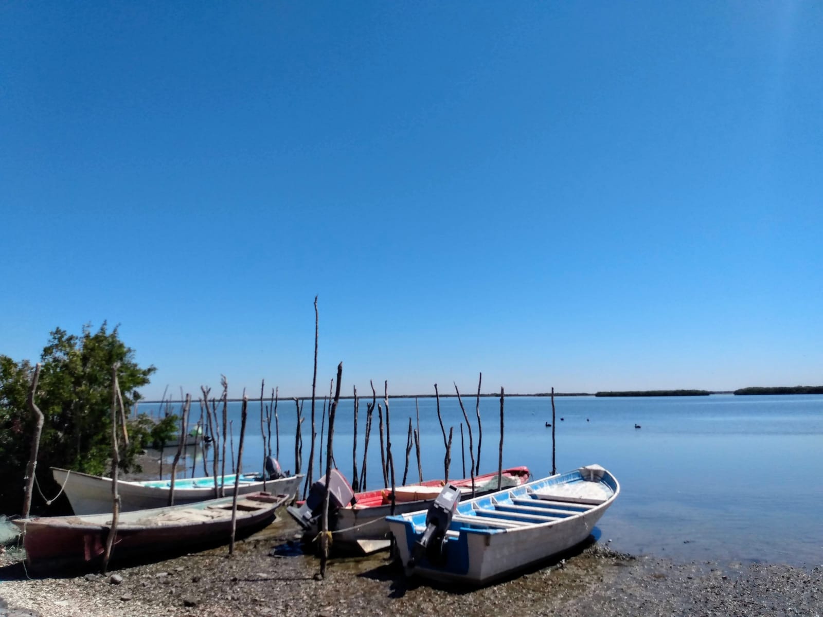 En los campos pesqueros de Guasave, los jóvenes cambiaron las redes por las drogas, aseguran