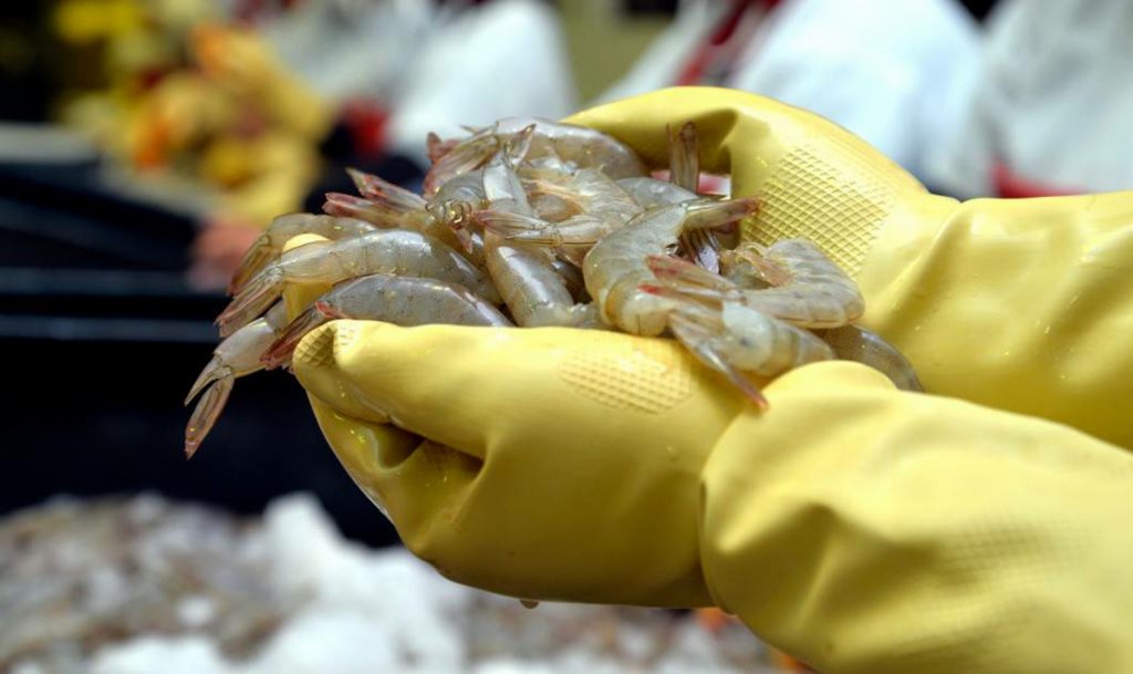 Aguardan ansiosos productores sinaloenses el T-MEC, explorarán el mercado canadiense para exportar camarón
