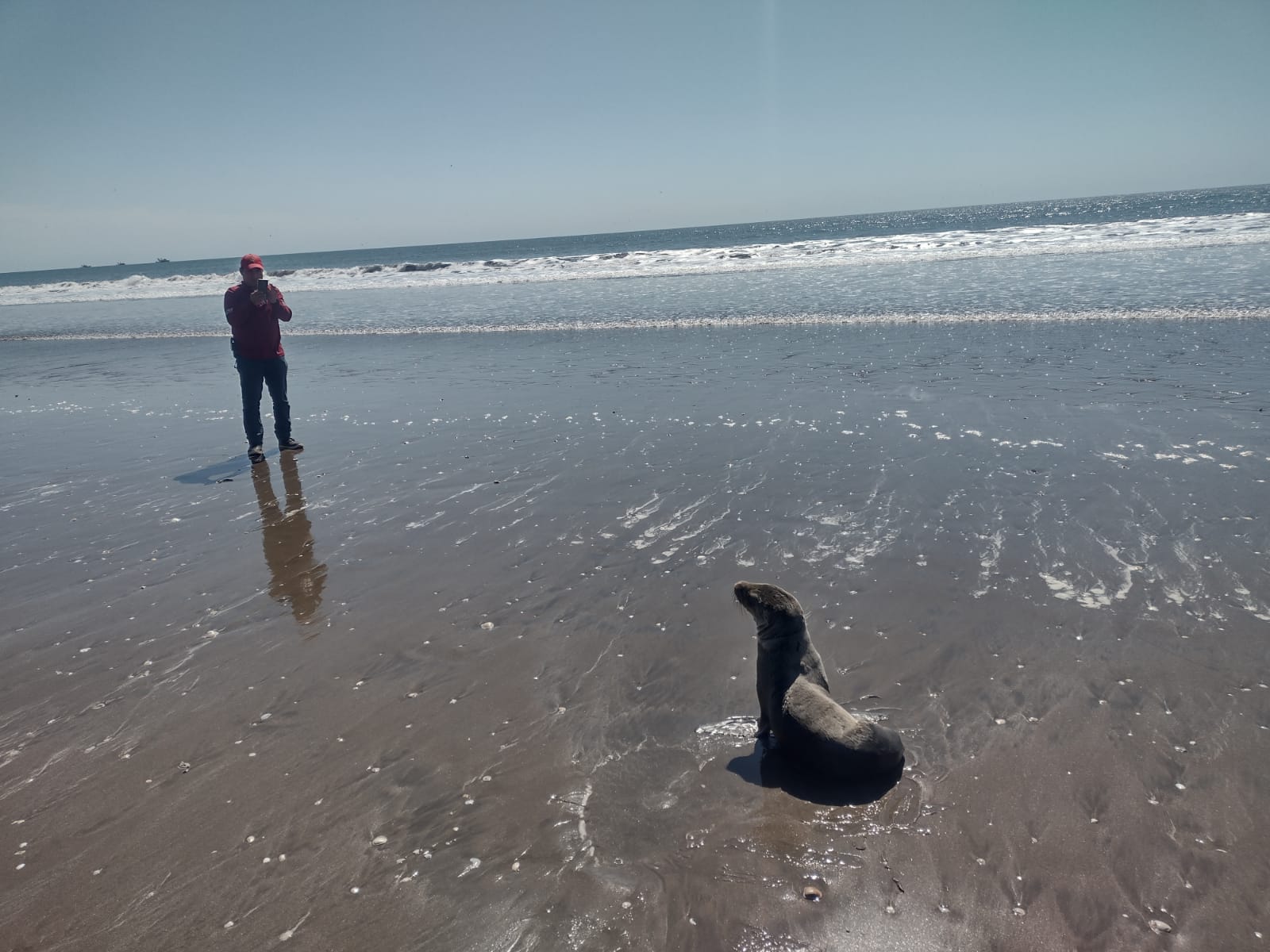 Ante avistamiento de lobos marinos en playas guasavenses, llama alcalde a ciudadanos a no dañarlos