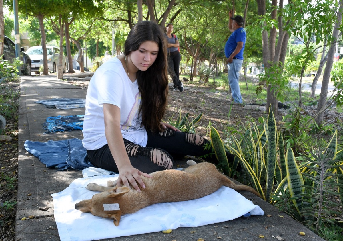 Continúa Campaña de Esterilización en la colonia Infonavit Humaya, en Culiacán
