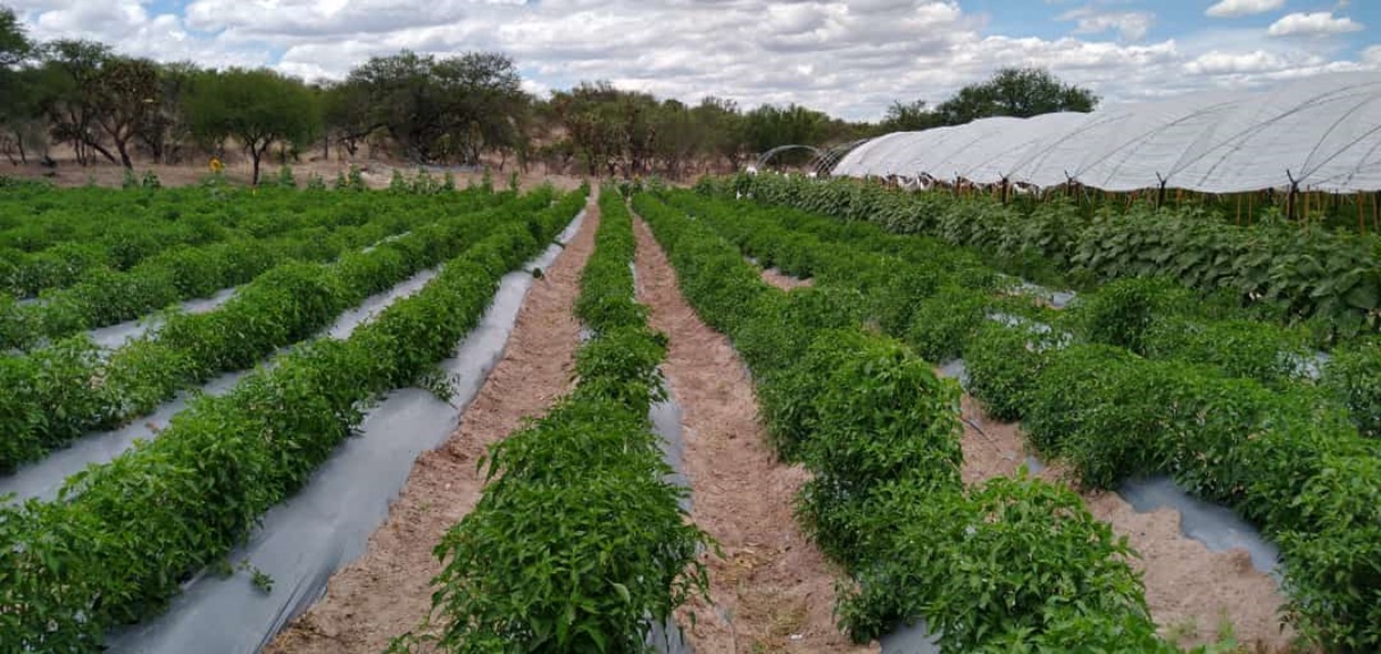 Sufren horticultores de El Carrizo baja producción y los precios sin repuntar hasta ahora