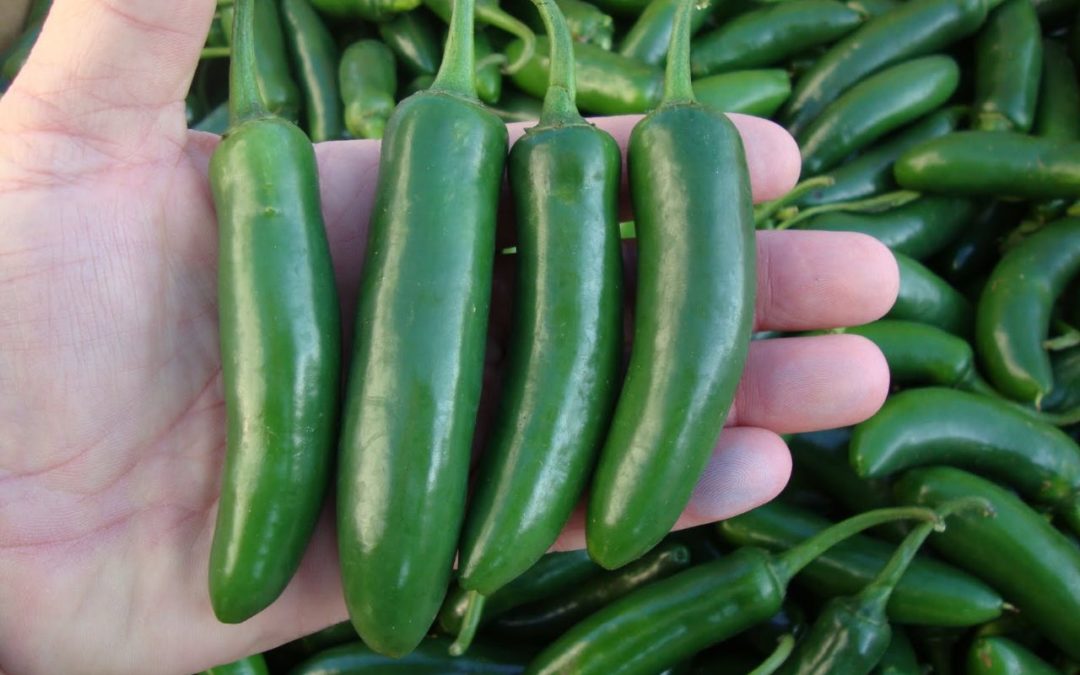 Descartado que chile jalapeño de Sinaloa genere salmonela en Estados Unidos, dicen productores; piden investigación