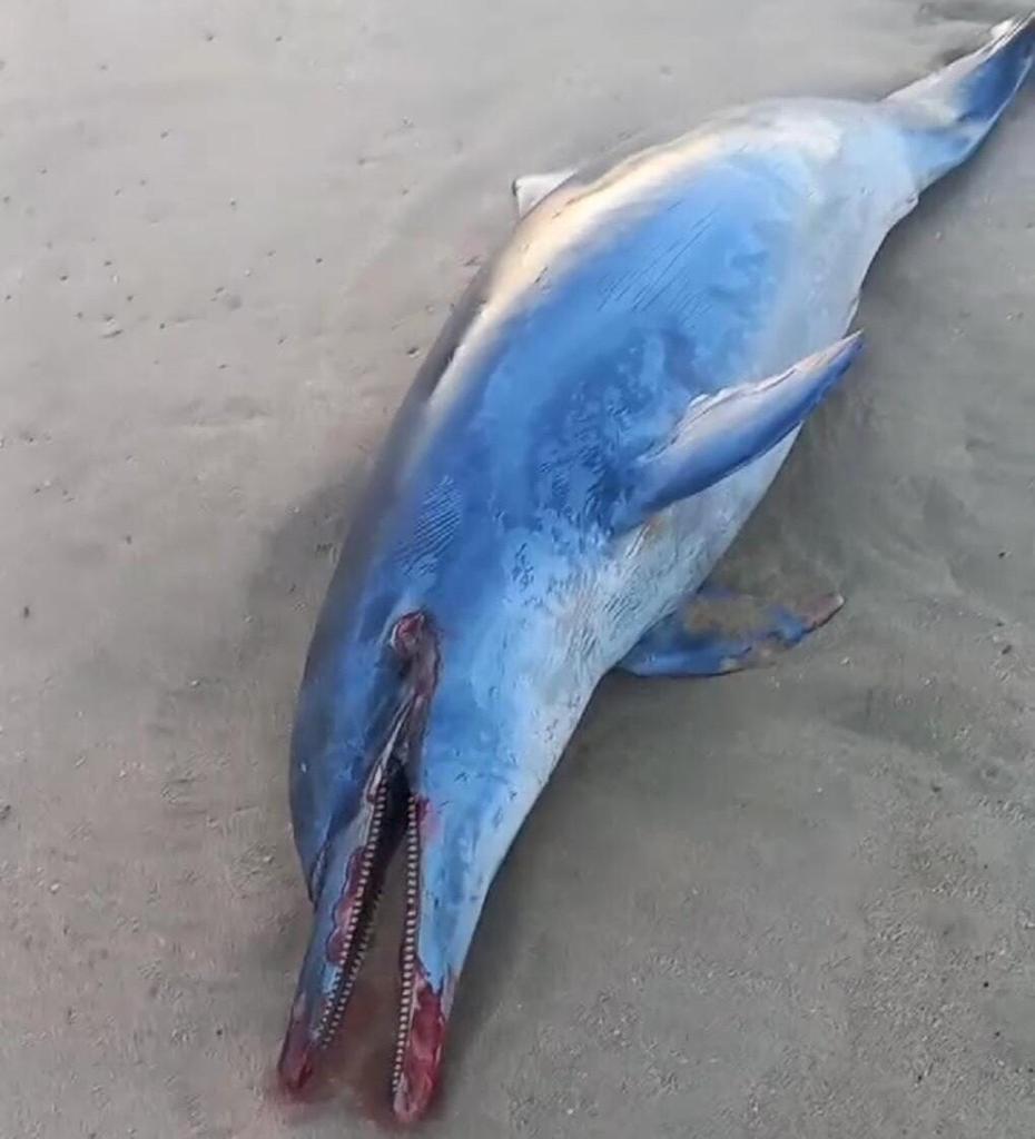 Encuentran muerto un delfín en playa Cerritos de Mazatlán