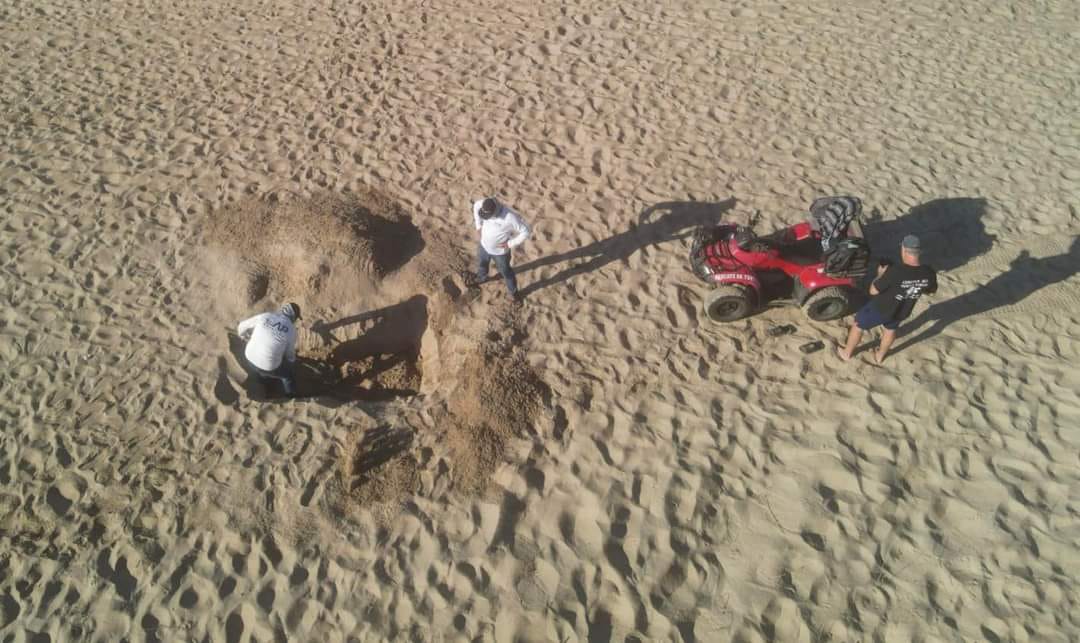 Entierran a delfín encontrado muerto en playa Cerritos, en Mazatlán