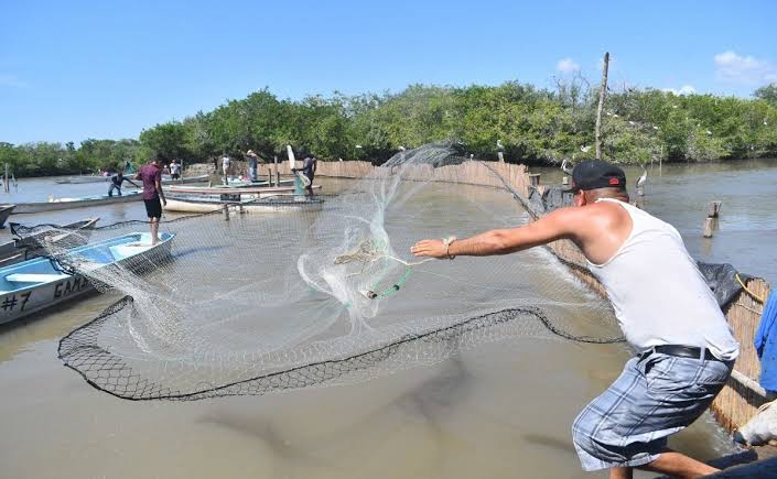 Furtivismo continúa golpeando producción del camarón en el Huizache Caimanero