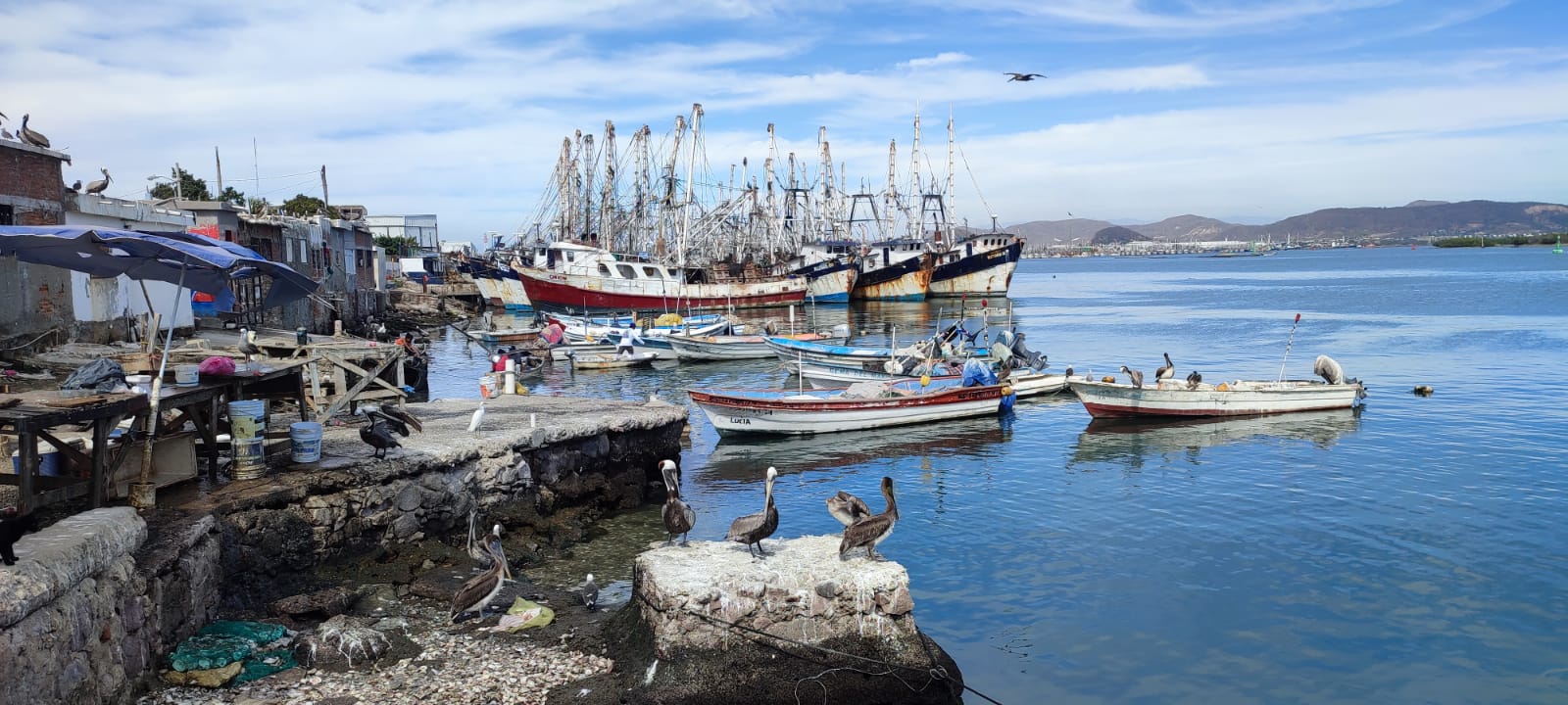 ‘La buena para la pesca’, abren ventanillas de apoyos en Sinaloa, apoyarán a la pesca deportiva también