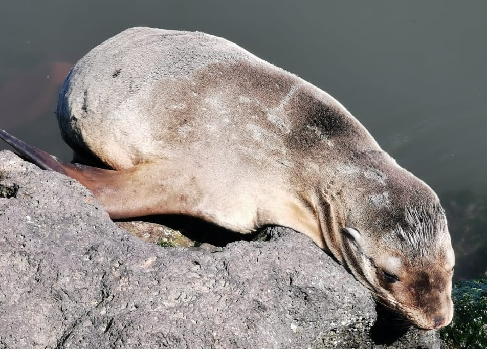 Lobito marino ya fue rescatado; lo llevan a Culiacán para revisión veterinaria