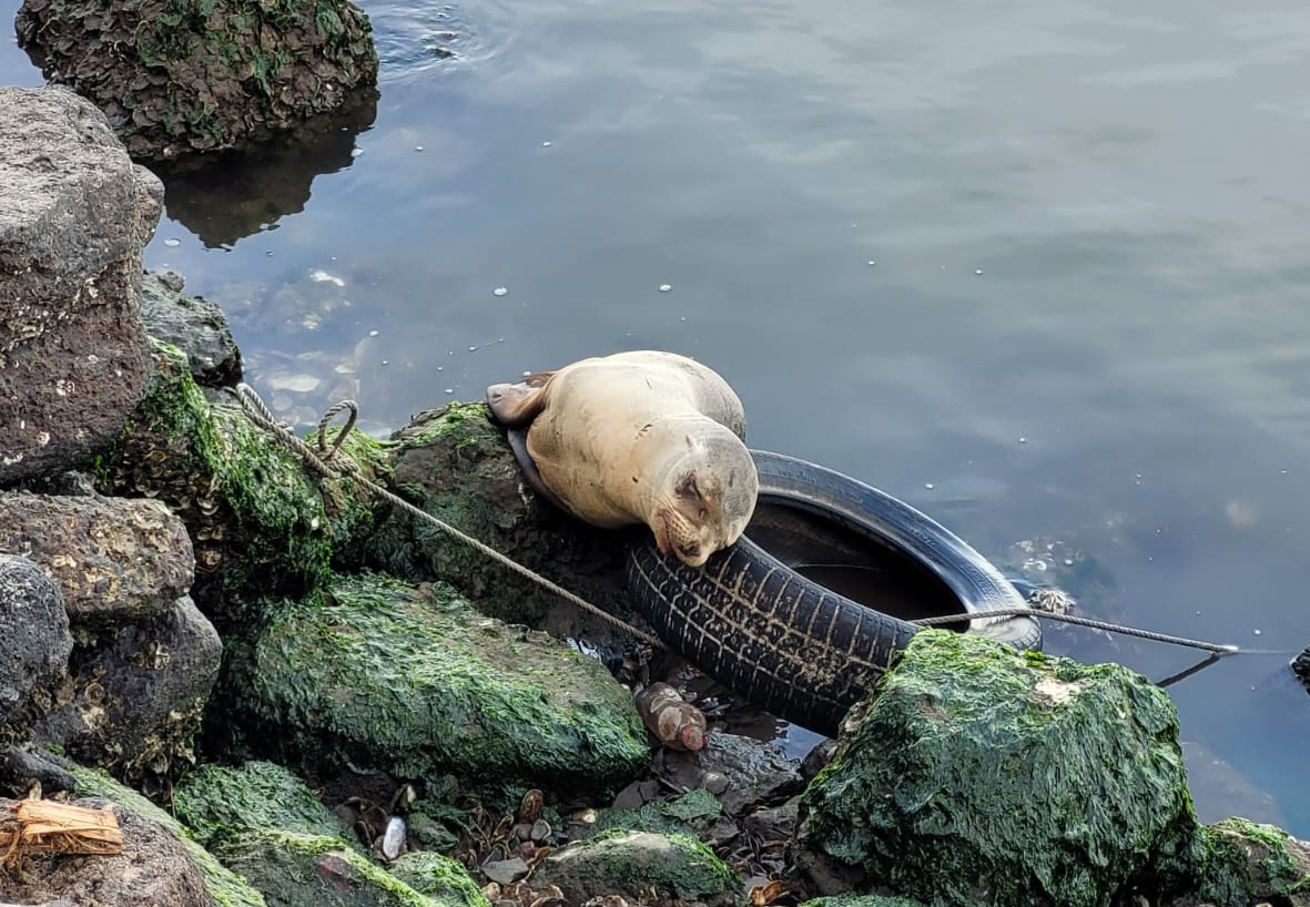 Especialistas acuden a revisar al lobo marino reportado en la Boca del Río, y ya no lo encontraron