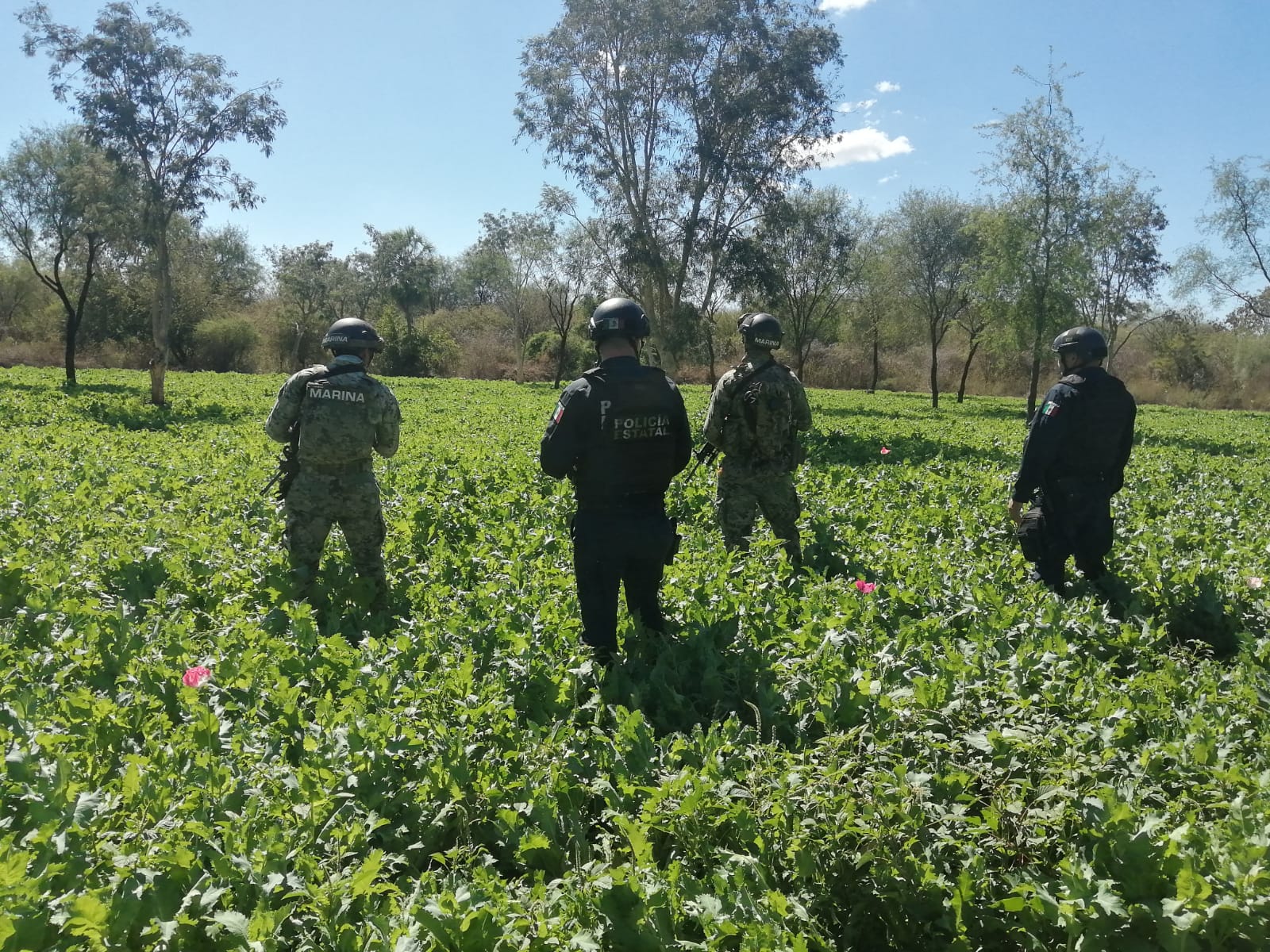 Asegura el Ejército 109 narcolaboratorios y mil 539 plantíos de drogas tan solo en abril en Sinaloa