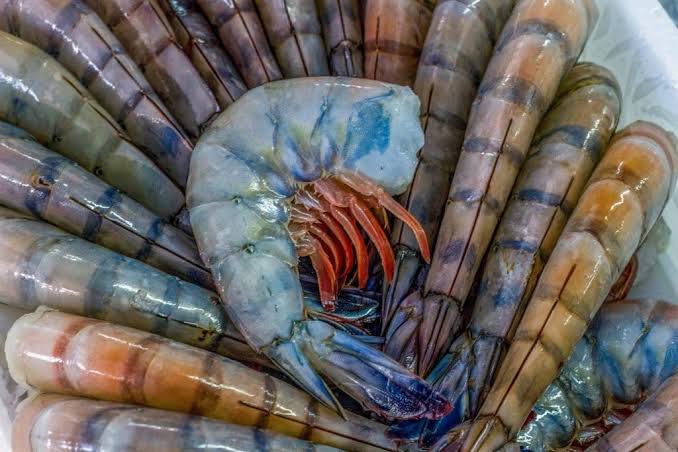 Introducción de camarón ecuatoriano también lleva al quiebre a la pesca ribereña, no solo a la acuacultura, en Sinaloa