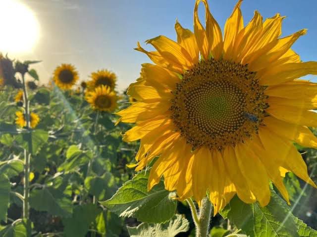 Para la primera semana de marzo regresará el atractivo de los girasoles a Mocorito