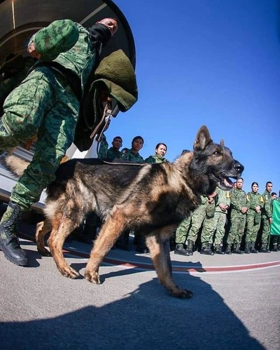 Proteo no murió por derrumbe en Turquía; entrenador explica los factores en el deceso del perro rescatista
