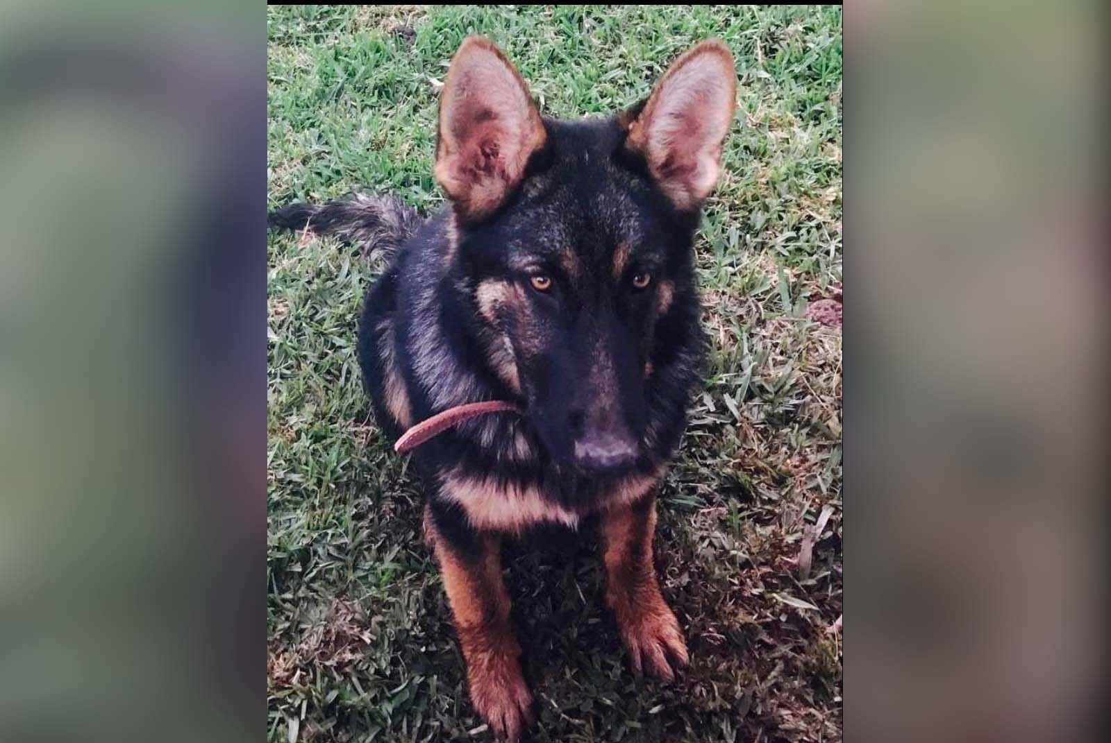 Max, fue asesinado a golpes en La Trinidad, Guasave; su amo exige que la justicia caiga contra su atacante