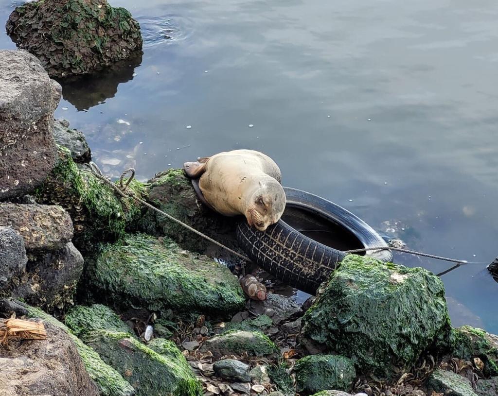 Profepa ya tiene el reporte del lobo marino bebé en Guasave; esperan que atienda