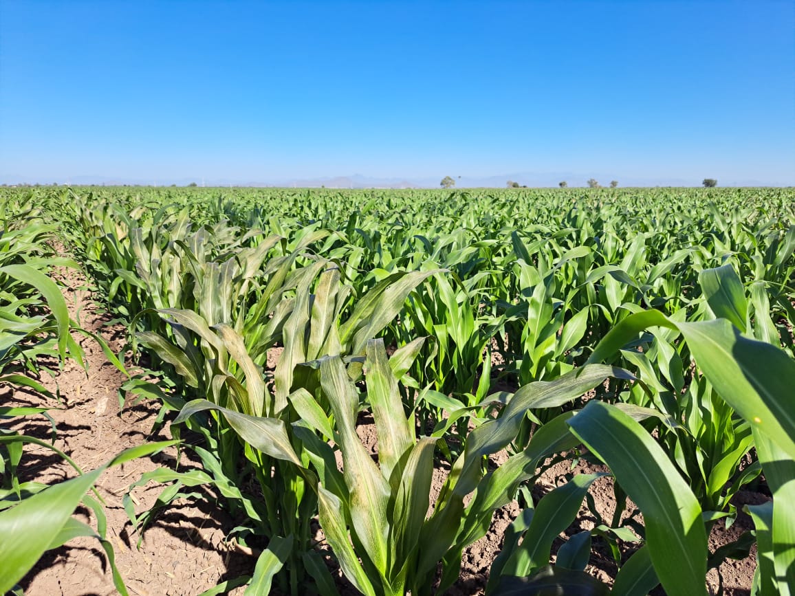 Otra vez en la zona de Bamoa, Guasave, bajas temperaturas dejan daños parciales en cultivos
