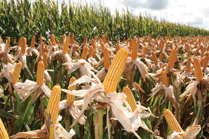 A sembrar maíz amarillo y no blanco, invita diputado a agricultores del sur de Sinaloa