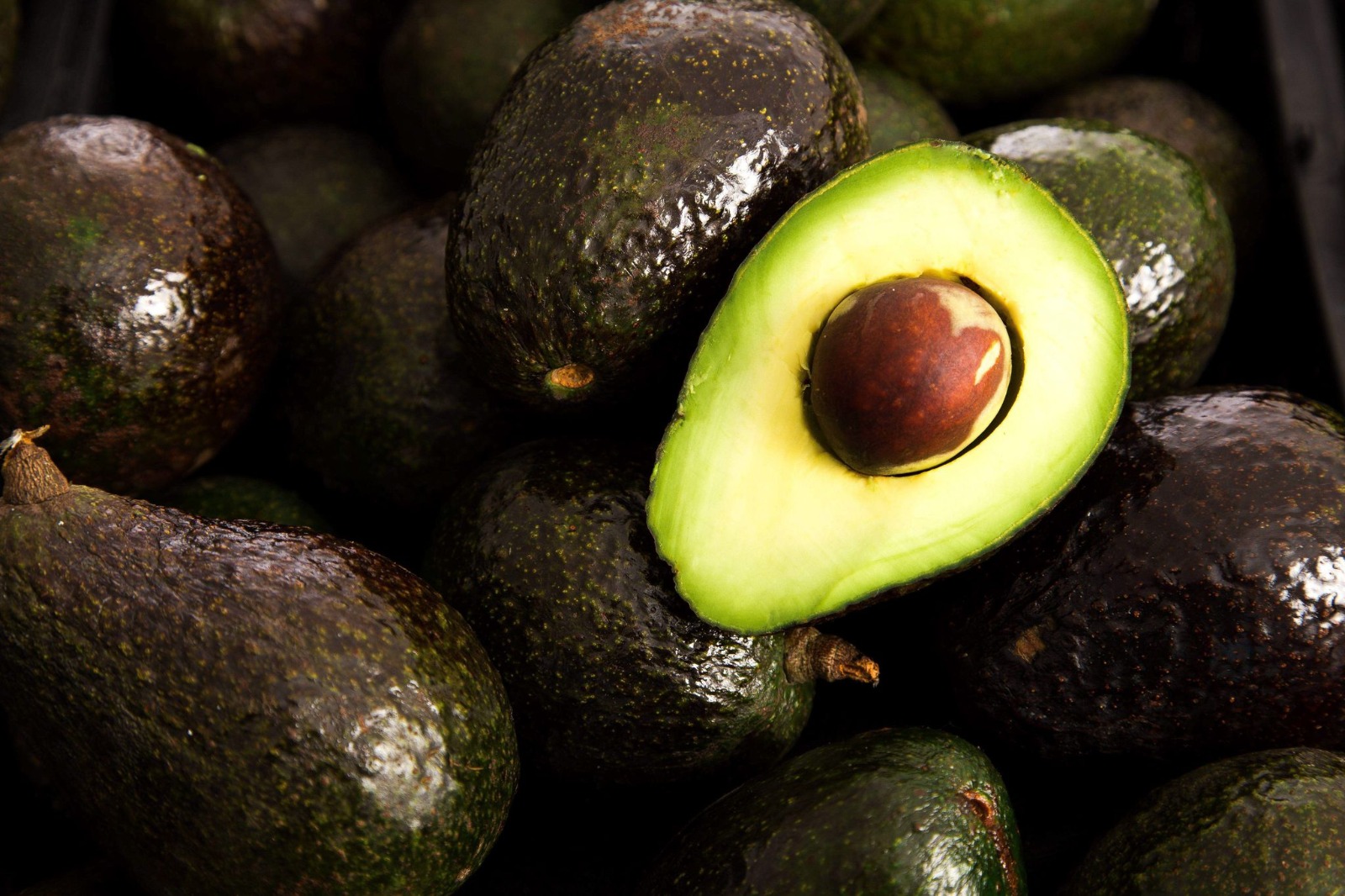 México es el ‘rey del aguacate’ en los EU, con más de un millón 28 mil toneladas exportadas en el 2022