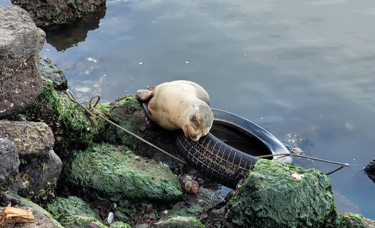 Con golpes y desorientado reportan ejemplar de lobo marino bebé en Boca del Río, Guasave