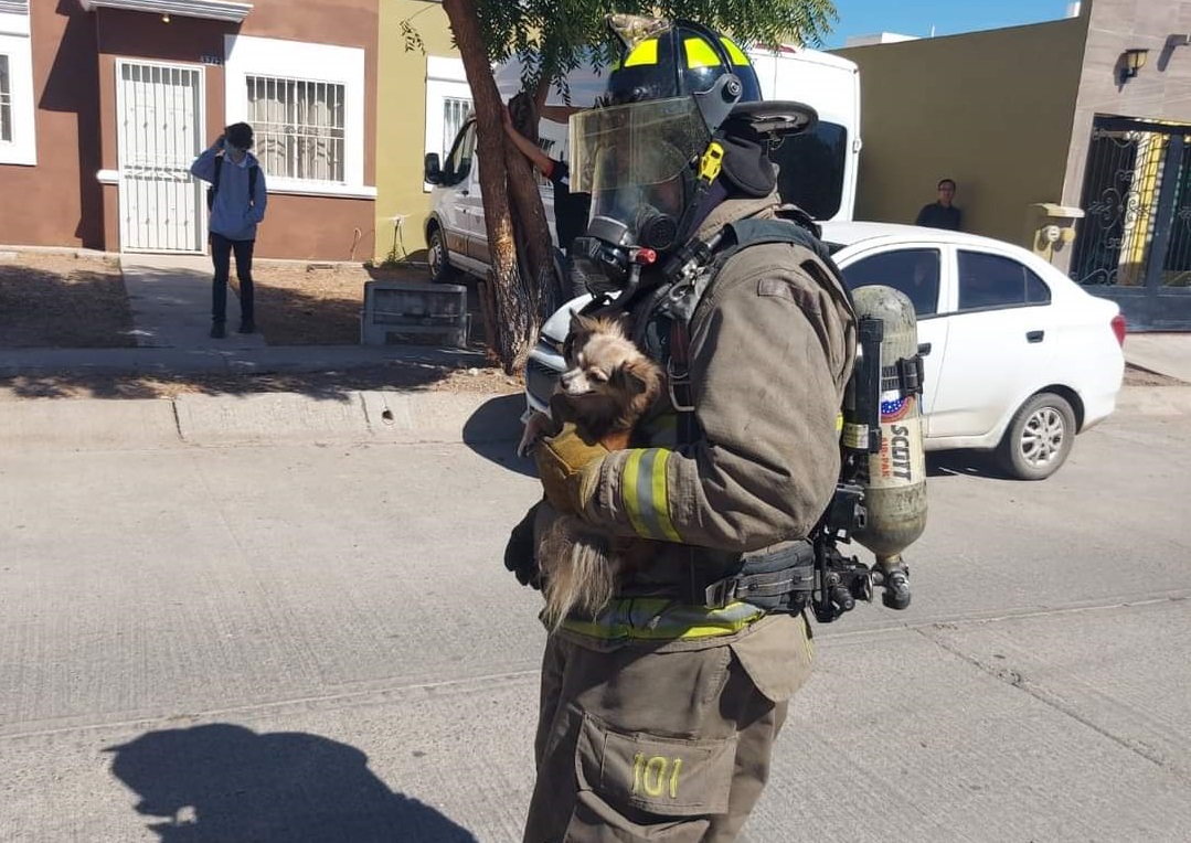 Rescatan a cinco perritos de vivienda en llamas en Mazatlán
