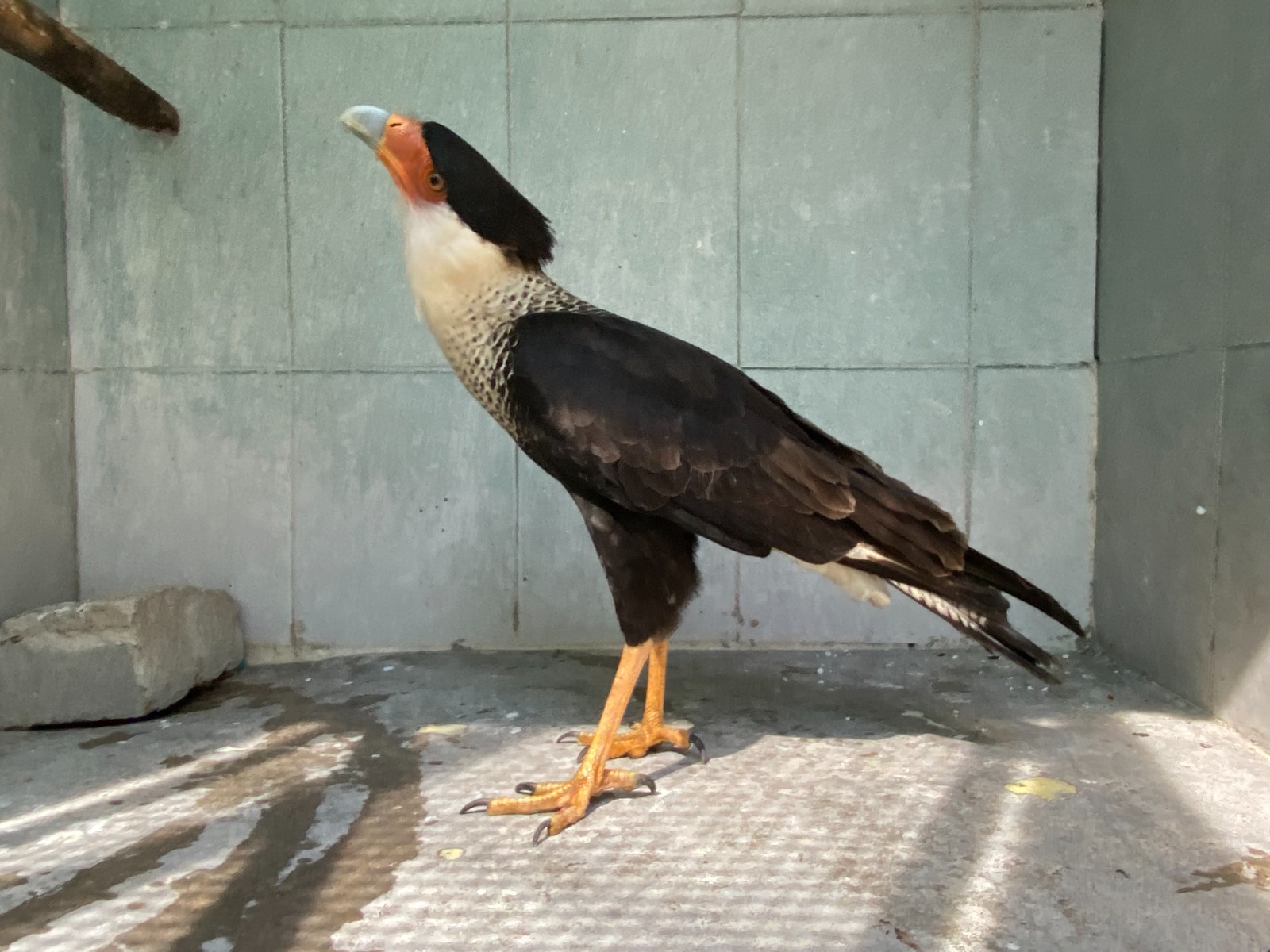 Se unen desde redes sociales, con Acuario Mazatlán para rescate de ave, de las rapaces más bellas de México