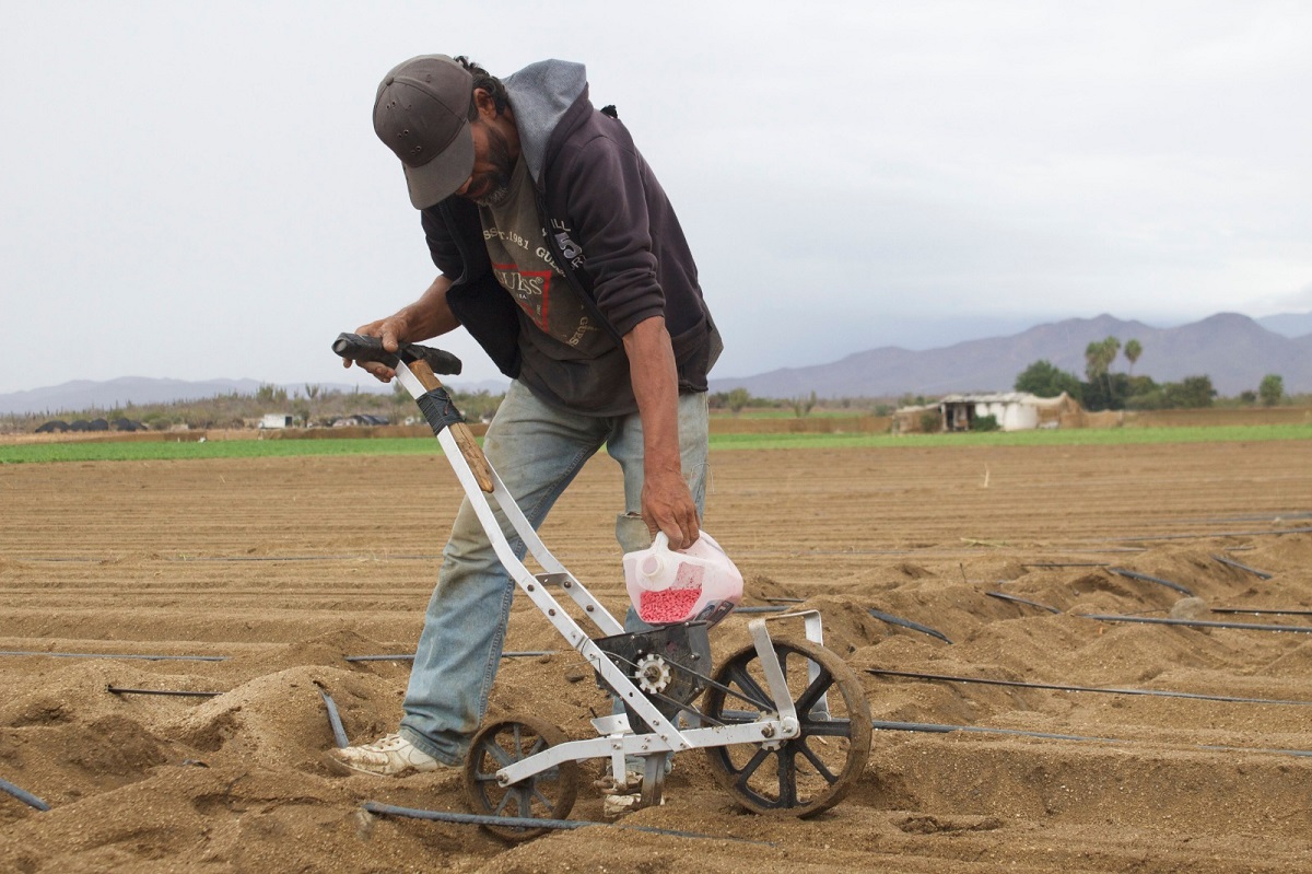Restringidos arrancan sus siembras los usuarios del módulo Santa Rosa en Ahome