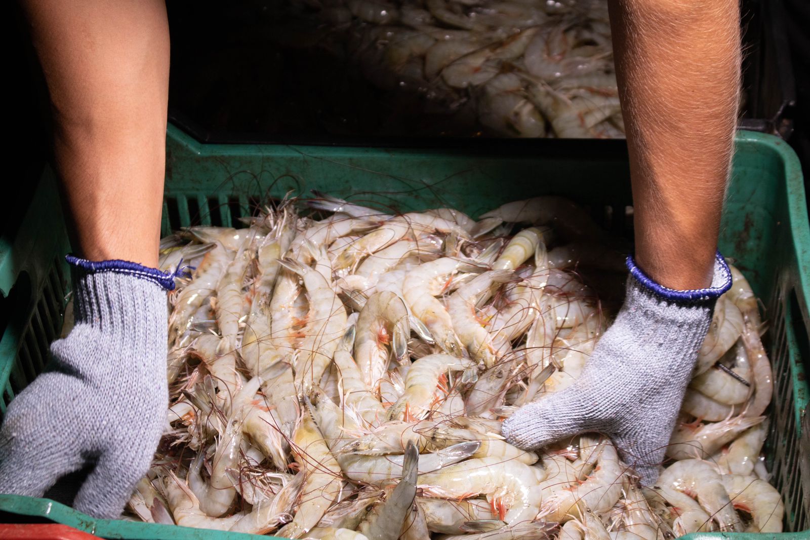 Productores acuícolas piden el cierre de las fronteras al camarón extranjero