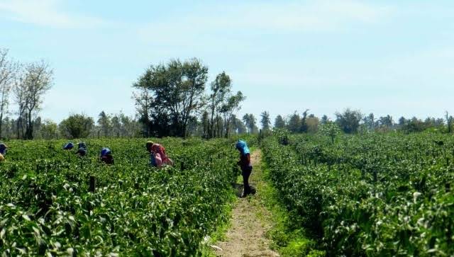 La Caades reprueba negocios de ‘enganchadores’;  rechaza que sus agremiados subcontraten jornaleros