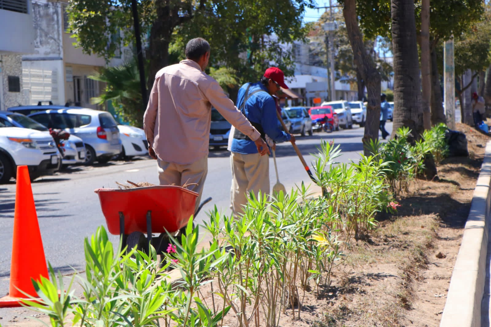 Dan ‘manita de gato’ a las Avenidas Miguel Alemán y Del Mar; piden que paren robos de plantas en Mazatlán