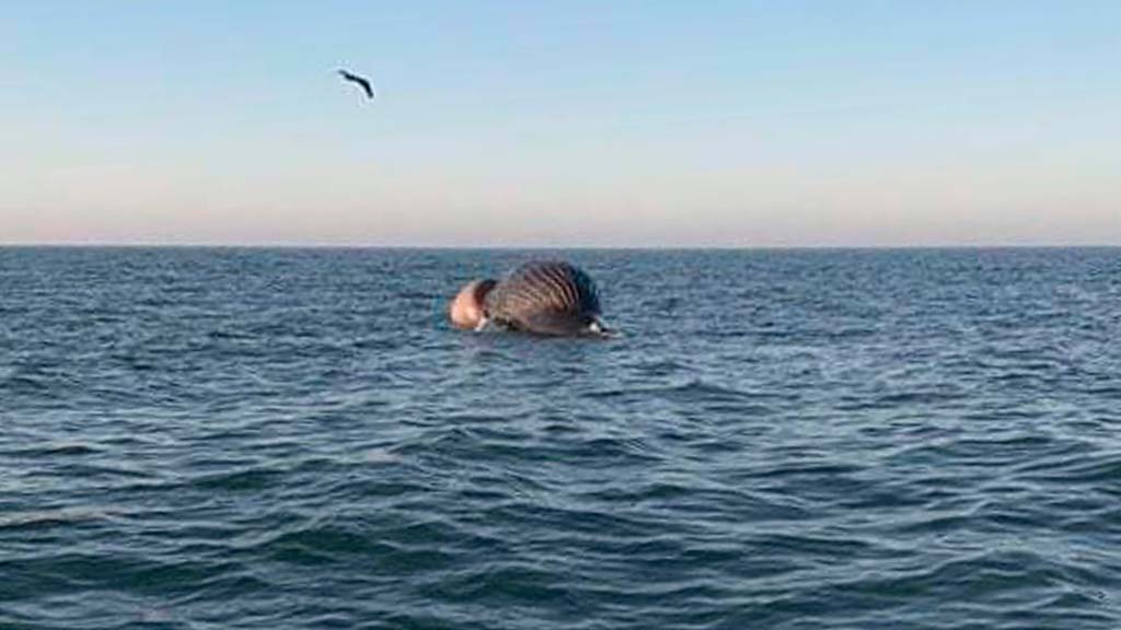 El cadáver de una ballena flota cerca de playas guasavenses; desconocen si es el cetáceo rescatado en Altamura