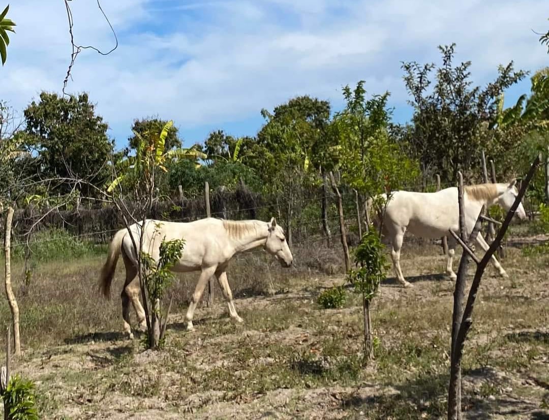 ¿De quién son los cuacos? En Barrón arman pesquisa para dar con dueños de caballos que ‘hacen destrozos’ en corral ajeno