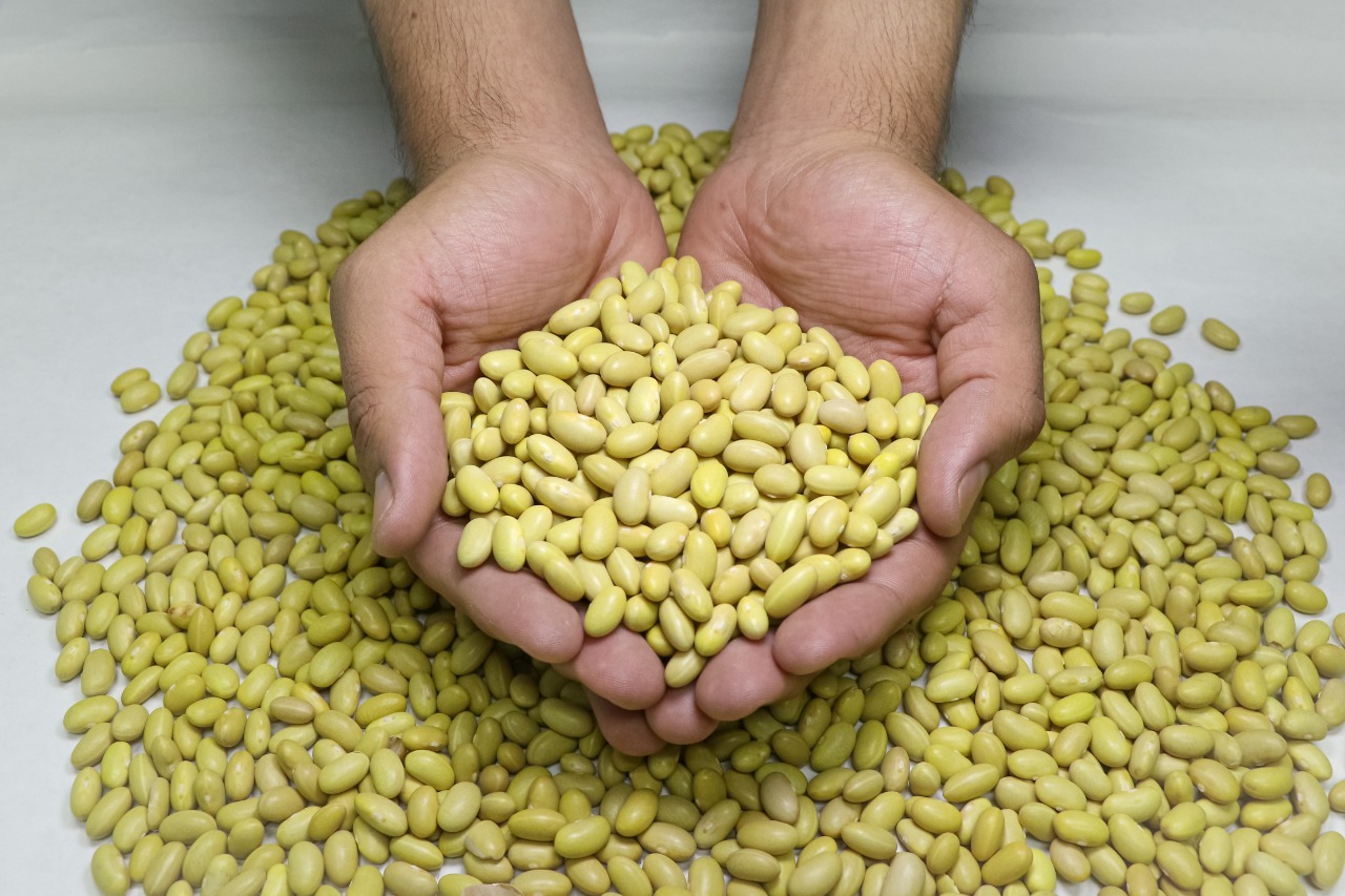 Productores de San Ignacio ponen atención a sus cultivos como frijol y maíz