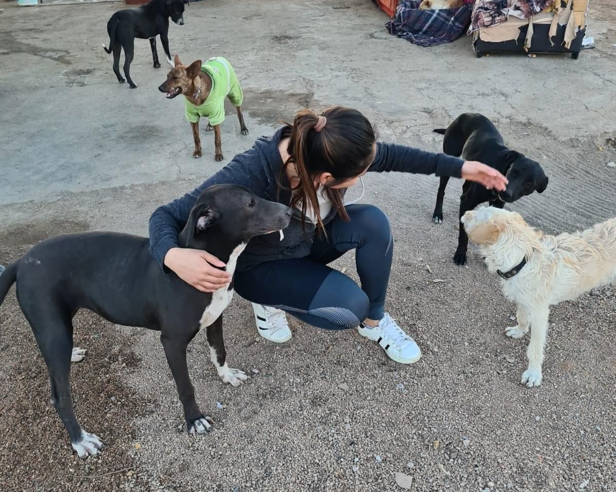 Fundación Mayla enfrenta problemas con el abandono de animales en el centro de bienestar