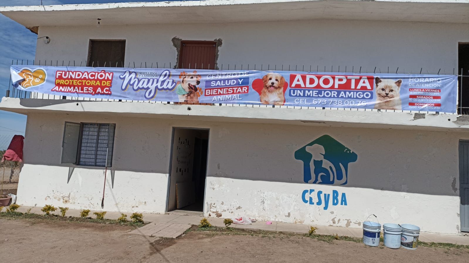 Buscan garantizar un nuevo hogar digno para perritos de la Fundación Mayla, en Salvador Alvarado