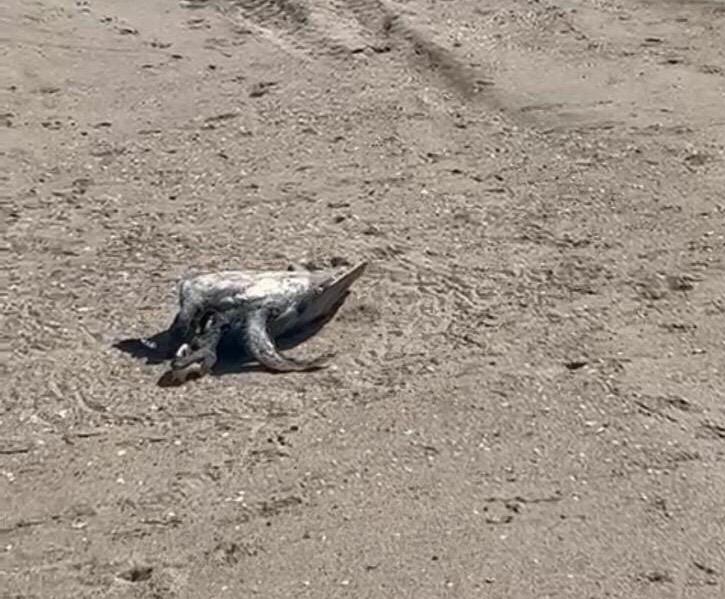 ‘Hay un chinchorro y están matando tortugas’; encuentran cadáveres de quelonios en playas de Mazatlán