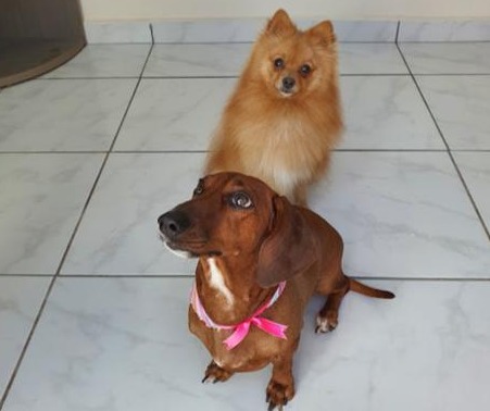Keyla y otros dos cachorros resultan envenenados en Punta Esmeralda