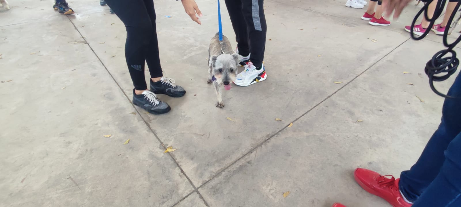 No hay obstáculo para Cuqui, con 3 patas recorrió los 5K en la Canrrera Mazatlán 2023