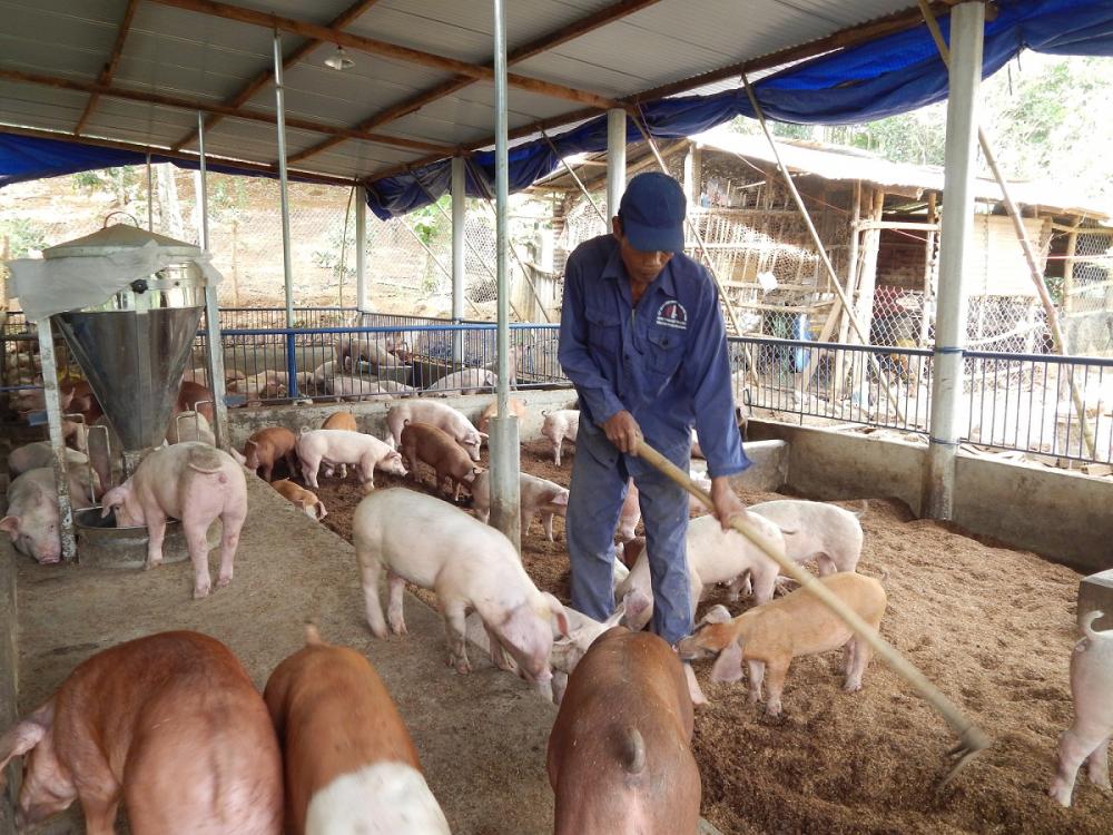 ‘Están en el completo abandono’, urgen apoyos porcicultores en Mazatlán ante alza en insumos