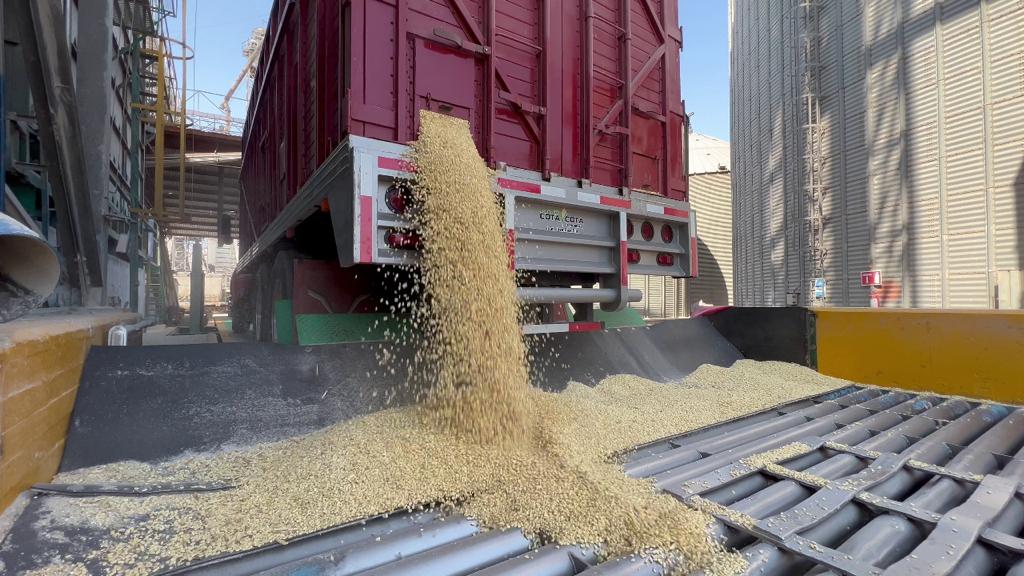 Se juntan todos los problemas de los granos en Sinaloa; productores sufren por precios bajos