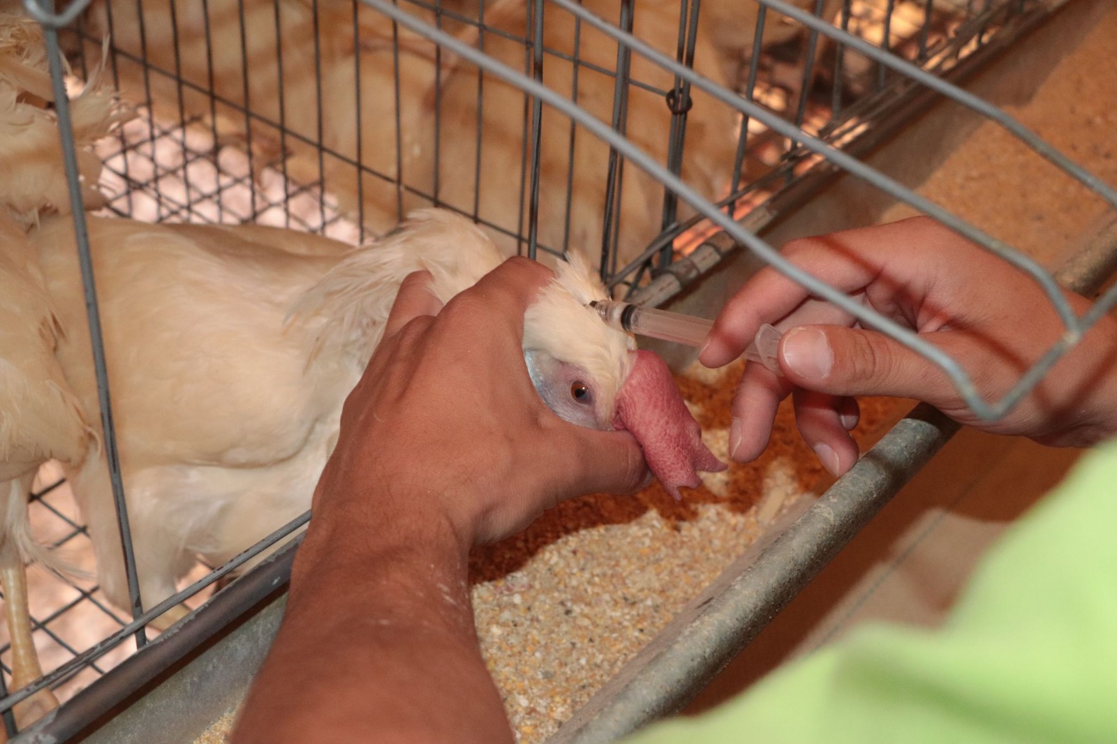 Productores recobran esperanzas, en Aguascalientes levantan cuarentena por Influenza Aviar