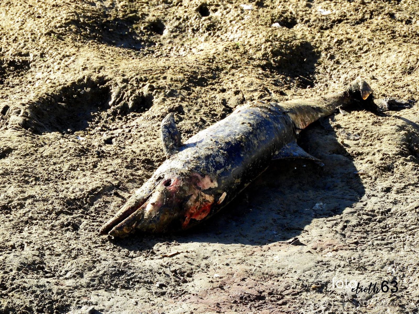 ¿Cómo llegó ahí? Reportan cadáver de cría de delfín en el arroyo Jabalines en Mazatlán
