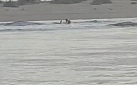 ¡Gran hazaña! Pescadores de La Brecha rescatan a ballena varada en Altamura