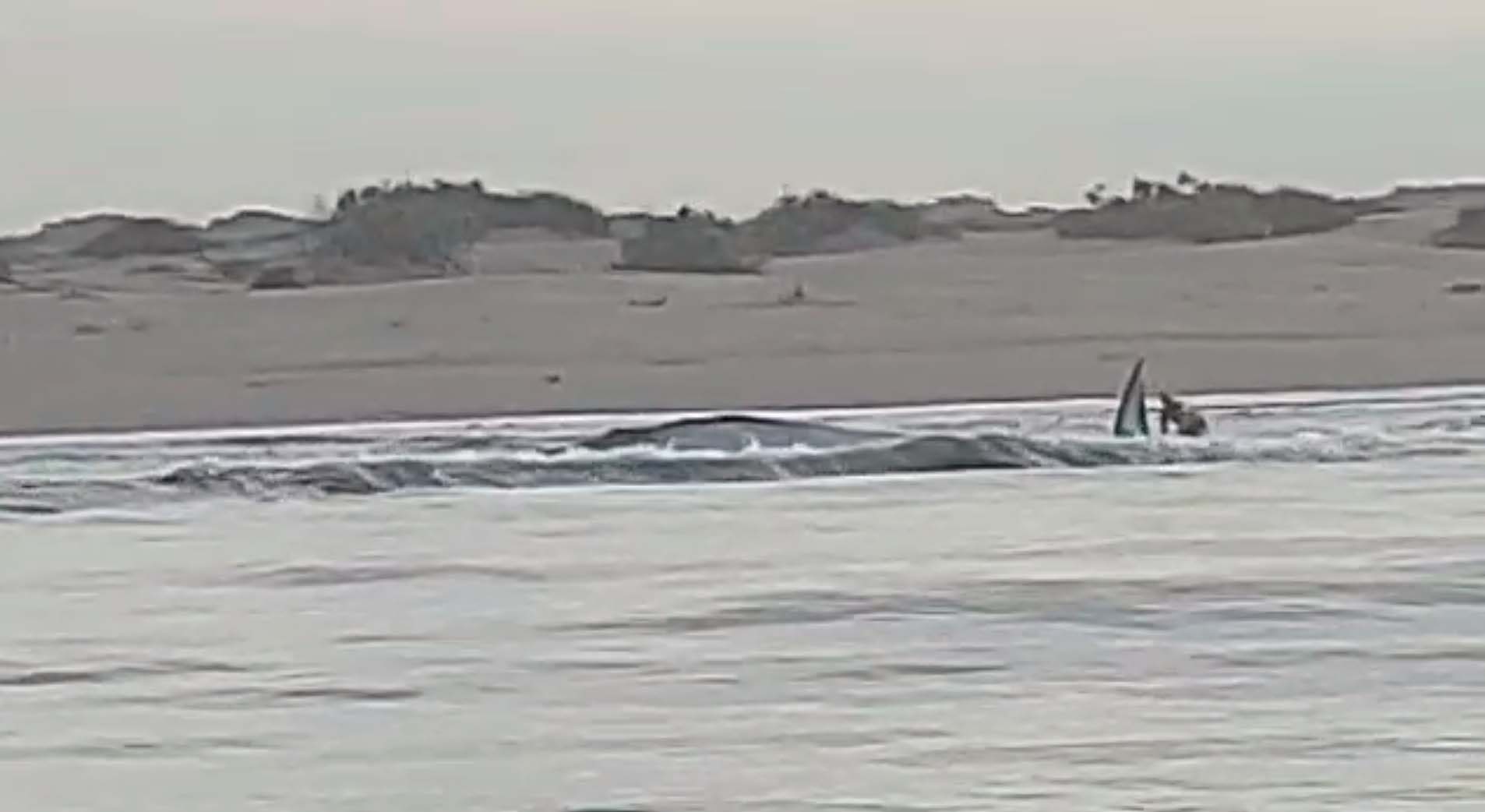 No parece la misma ballena que rescataron en Altamura, aseguran pescadores de La Brecha
