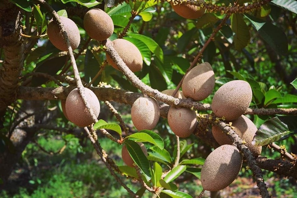 Se hace famoso México en París por su mamey, realizan la primera exportación de este fruto a Europa