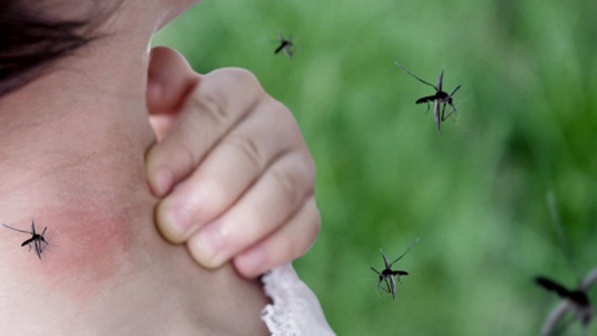 En los próximos días podrían incrementar el número de defunciones por dengue; hay casos en estudio: Salud