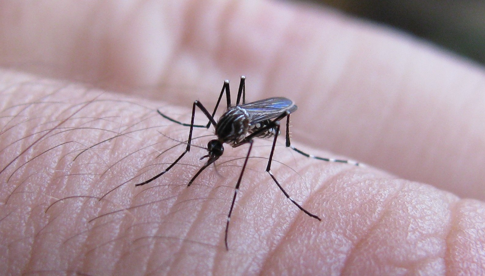 Reportan solo un estudiante enfermo de dengue en la ETI 2 en Los Mochis, fumigan a cada rato